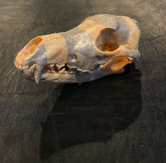 Coyote Skull